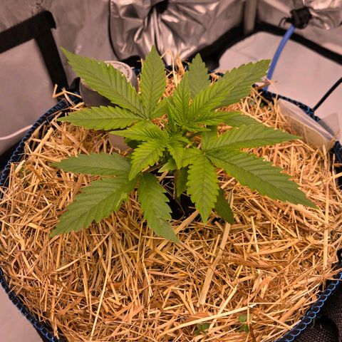 Amnesia S growlog timeline photo