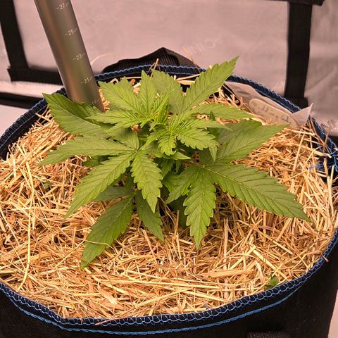 Torti growlog timeline photo