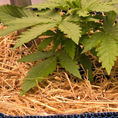 Torti growlog timeline photo