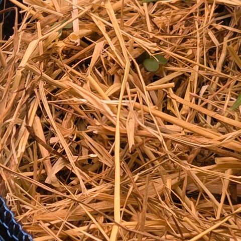 Torti growlog photo: An paar Stellen Bodendecker Samen gelegt die nun Sprießen
