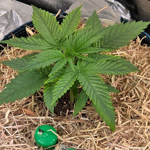 Mexican growlog timeline photo