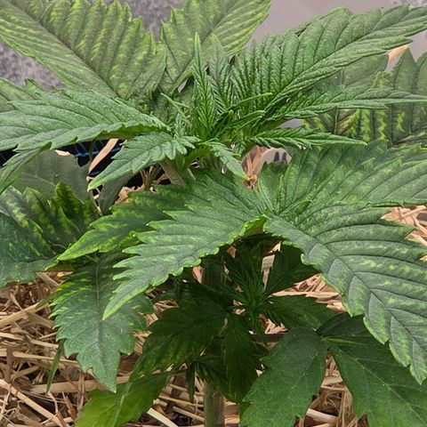 Mexican growlog timeline photo