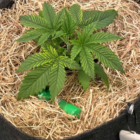 Diesel growlog timeline photo