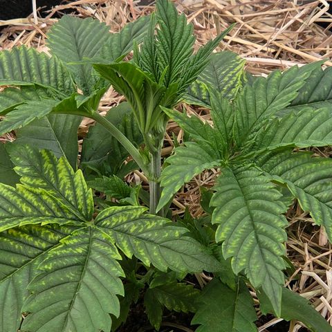 Diesel growlog timeline photo