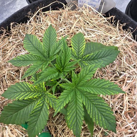 Diesel growlog timeline photo