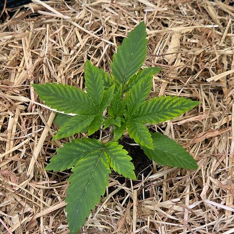 Kalini growlog timeline photo
