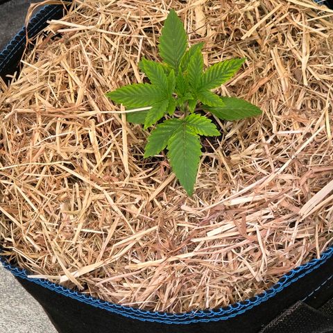 Kalini growlog timeline photo