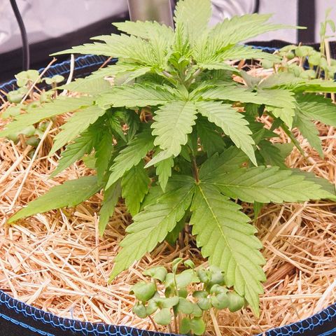 Torti growlog timeline photo