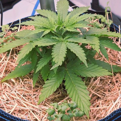 Torti growlog timeline photo