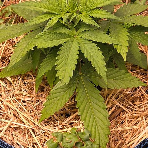 Torti growlog timeline photo