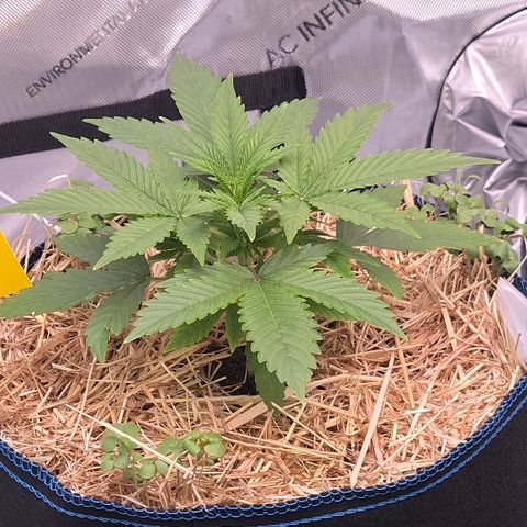 Amnesia S growlog timeline photo