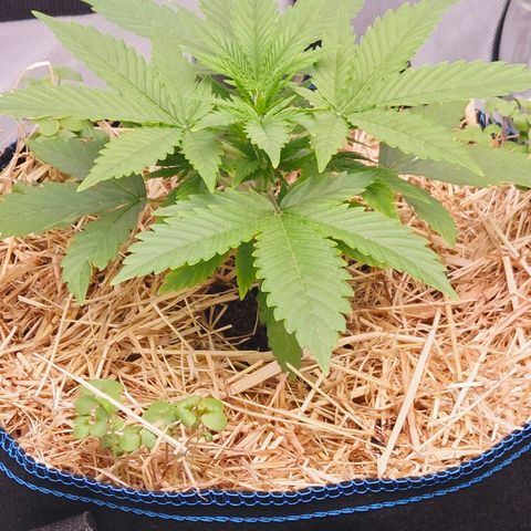 Amnesia S growlog timeline photo