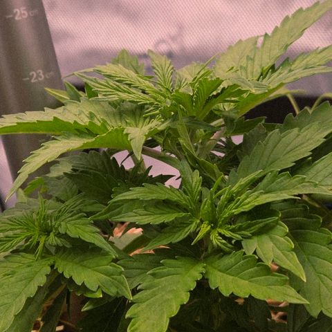 Torti growlog timeline photo