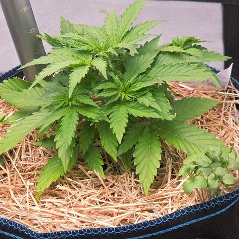 Torti growlog timeline photo