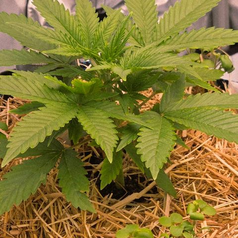 Amnesia S growlog timeline photo