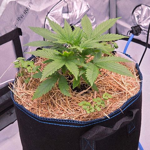 Amnesia S growlog timeline photo