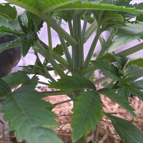 Amnesia S growlog timeline photo
