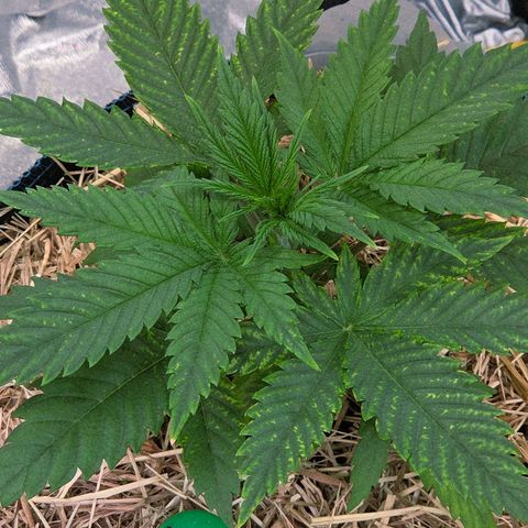 Mexican growlog photo: Es scheint doch im neuen Bereich gesünder und satter aus zu sehen