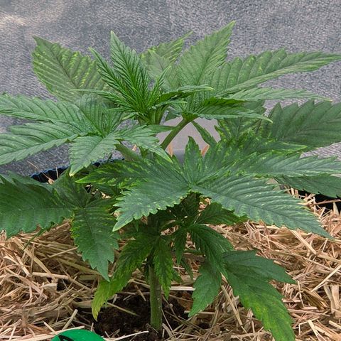 Mexican growlog photo: Es scheint doch im neuen Bereich gesünder und satter aus zu sehen