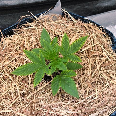 Kalini growlog photo: Hier weiß ich noch nicht so recht