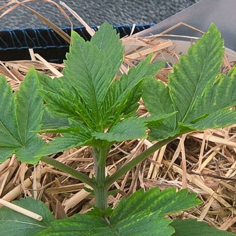 Kalini growlog photo: Hier weiß ich noch nicht so recht