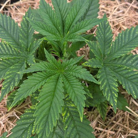 Diesel growlog photo: Oben raus wird es wohl hier auch besser