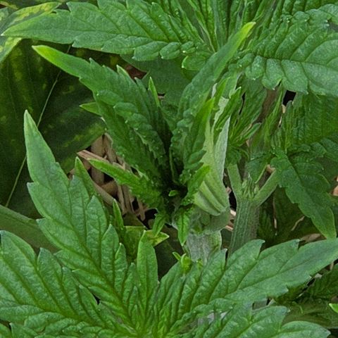 Diesel growlog photo: Oben raus wird es wohl hier auch besser