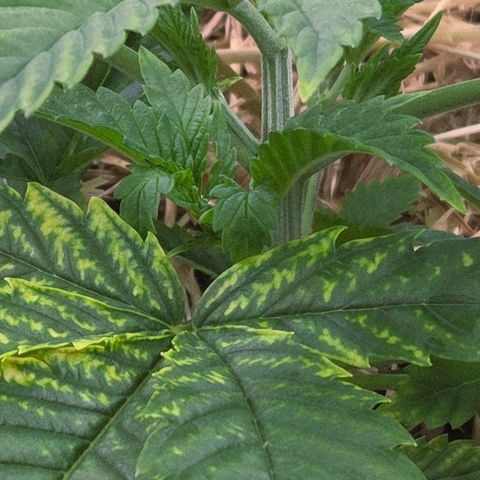 Diesel growlog photo: Oben raus wird es wohl hier auch besser