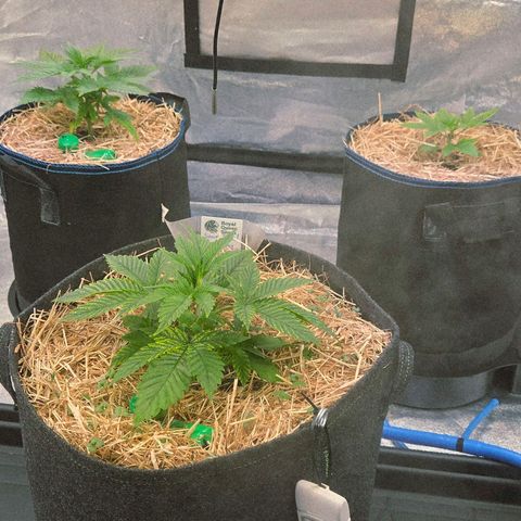 Kalini growlog timeline photo