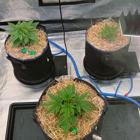 Kalini growlog timeline photo