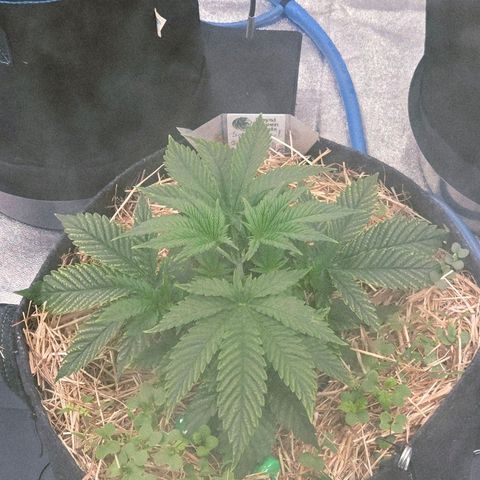 Diesel growlog timeline photo