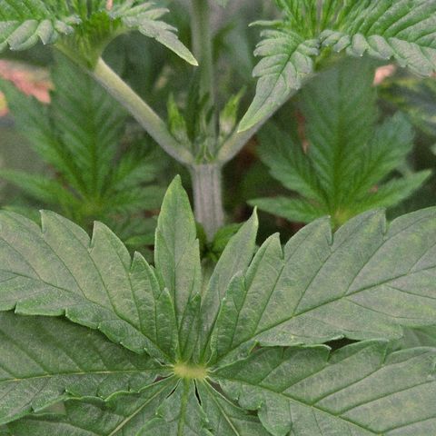 Diesel growlog timeline photo