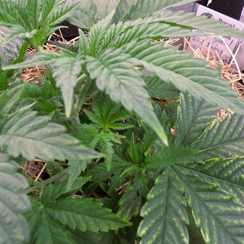 Diesel growlog timeline photo