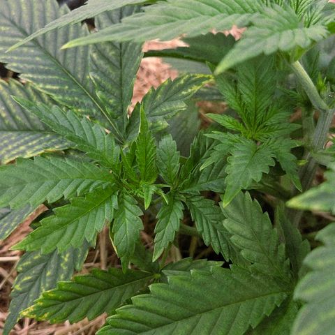 Diesel growlog timeline photo