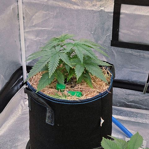 Mexican growlog timeline photo