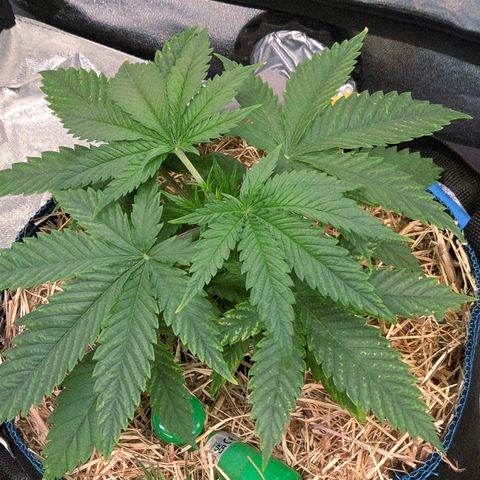 Mexican growlog timeline photo