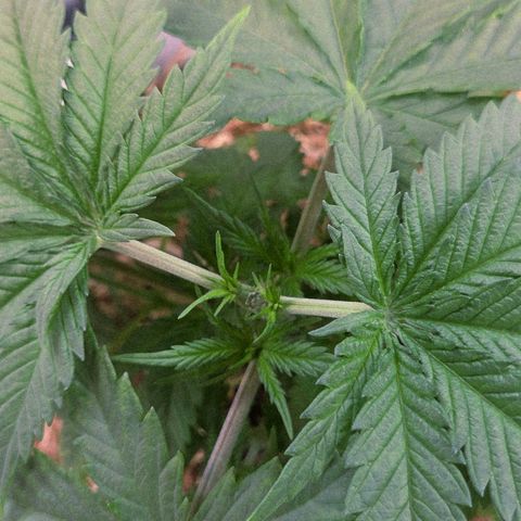 Mexican growlog timeline photo