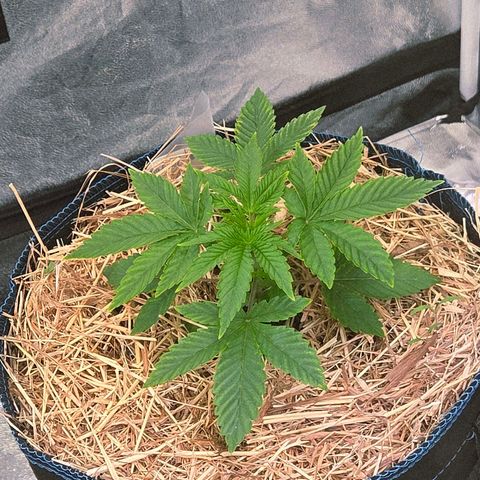 Kalini growlog photo: Sie ist gute 8 Tage jünger, hat aber die letzten Tage gut zu gelegt