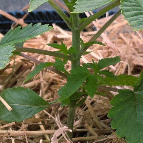 Kalini growlog photo: Sie ist gute 8 Tage jünger, hat aber die letzten Tage gut zu gelegt