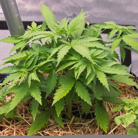 Torti growlog timeline photo