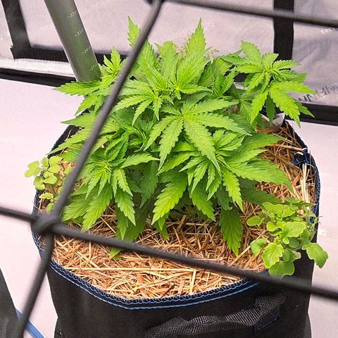 Torti growlog timeline photo