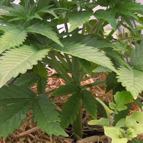 Amnesia S growlog timeline photo