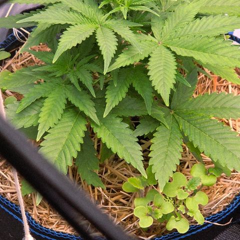 Amnesia S growlog timeline photo