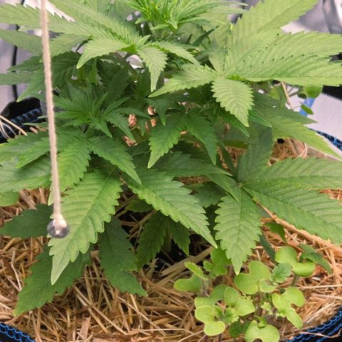 Amnesia S growlog timeline photo