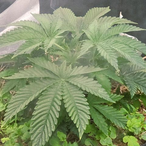 Diesel growlog photo: Jetzt kommt sie in Fahrt