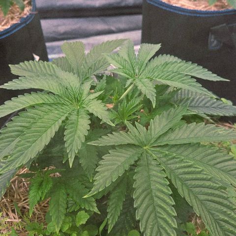 Diesel growlog photo: Jetzt kommt sie in Fahrt