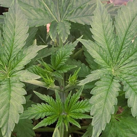Diesel growlog photo: Jetzt kommt sie in Fahrt