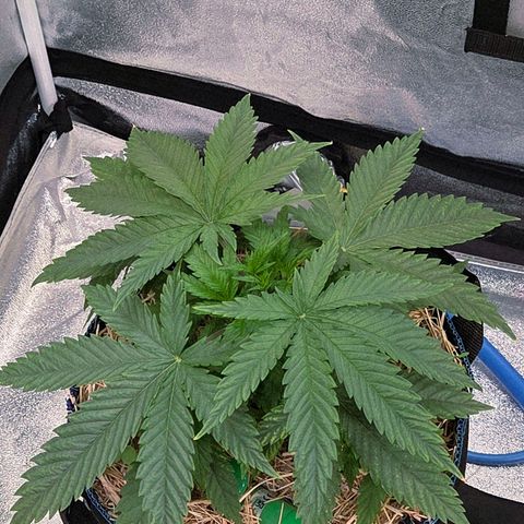 Mexican growlog photo: Welch schöne große Blätter