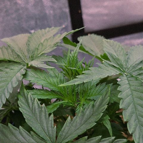 Mexican growlog photo: Welch schöne große Blätter