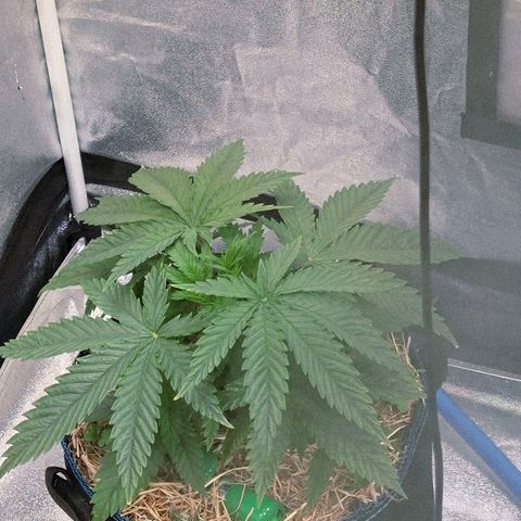 Mexican growlog photo: Welch schöne große Blätter